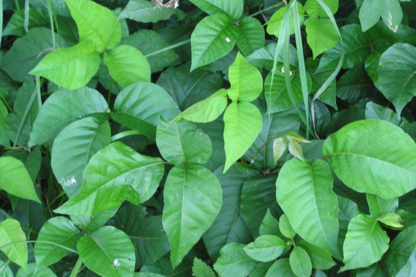 Poison Ivy Plant
