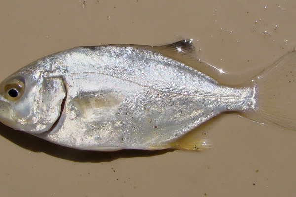 Trachinotus carolinus from the Patos Lagoon Estuary, Rio Grande do Sul, Brazil, photographed in February 2010.