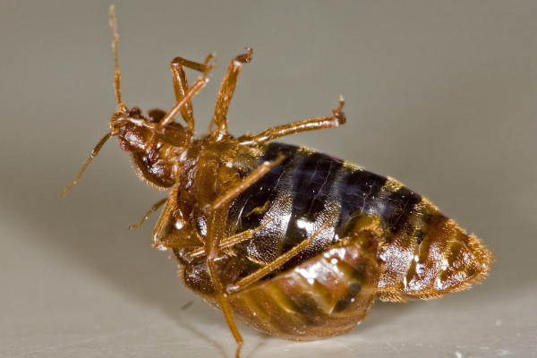 One bedbug (''Cimex lectularius'') traumatically inseminates another