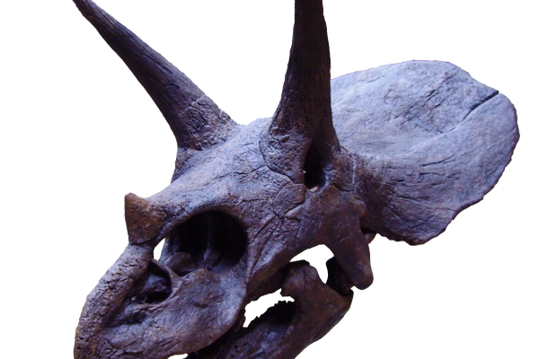 triceratops