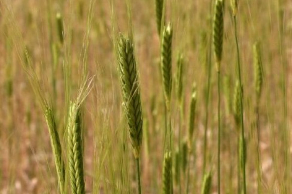 EinKorn Weat