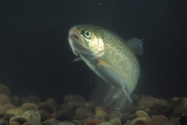 Trout are vulnerable to eye fluke parasites, which cause catarracts. Blinded, the fish cannot hide from predating birds and also alter their skin pigmentation to become much more silver, making them easier to catch.