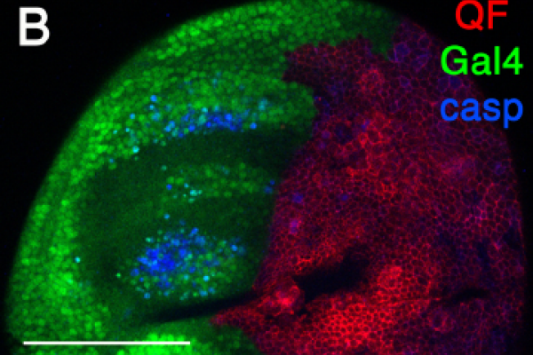 Apoptosis-induced-Apoptosis