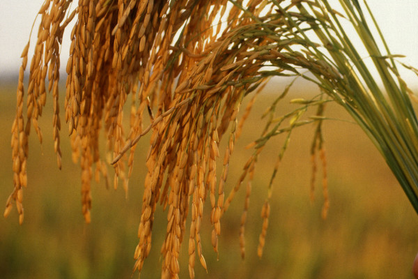 A Rice Plant