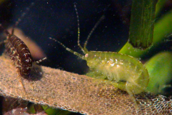green and brown ampithoids