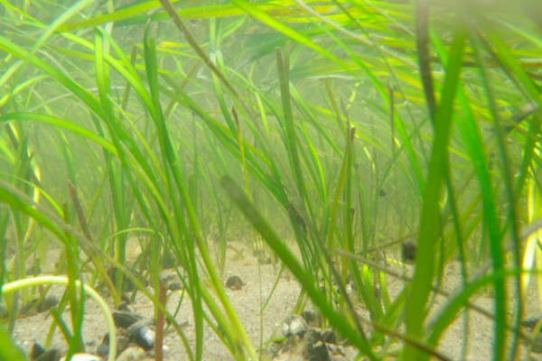 Seagrass VIMS