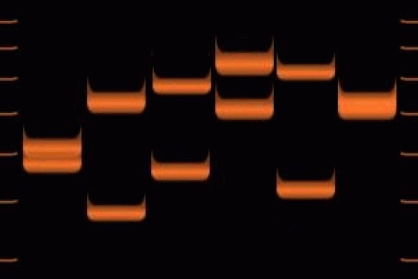 Vartiable number tandem repeats for six individuals