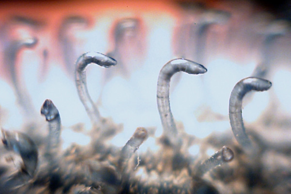 Photograph showing the hooks of a piece of Velcro