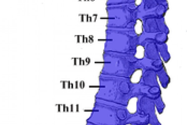 The human vertebral column.