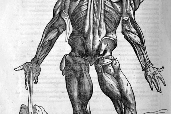 Andreas Vesalius (1514-1564) - Etching of the muscles of the Human Body