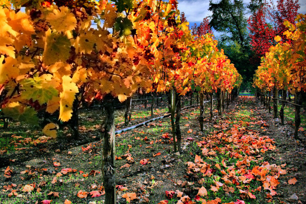 Autumnal Vineyard in Napa Valley
