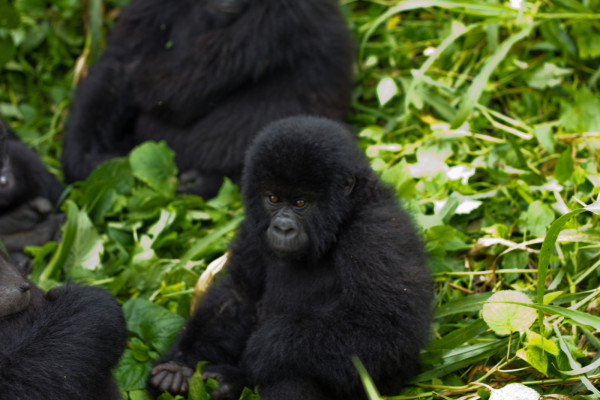 Virunga Mountain Gorilla