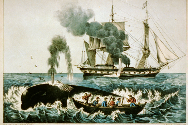 Whaling in the late 19th century