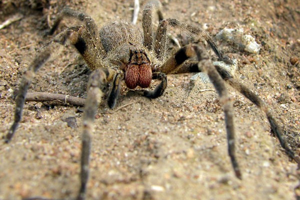 A Brazilian Wandering Spider