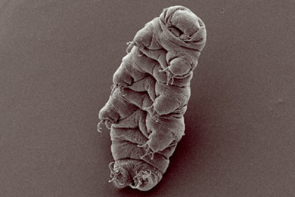 Water bear (tardigrade), Hypsibius dujardini, scanning electron micrograph by Bob Goldstein