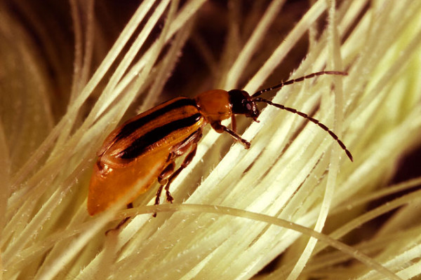 The adult stage of the western corn rootworm (shown searching for pollen on corn silk) is the target of ARS' first areawide integrated pest management program for corn.