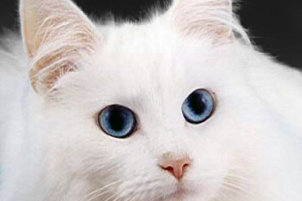  Blue-eyed cats with white fur have a higher incidence of [[:en:genetics##genetic]] [[:en:deafness]]. Over 200 heritable genetic defects have been identified in the cat, many of which are homologous to human inborn errors. Specific metabolic defects...