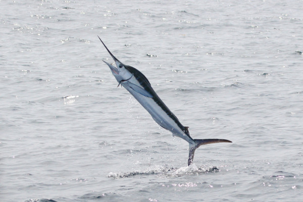 White Marlin - Tetrapturus albidus