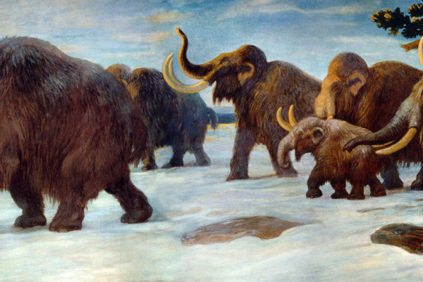 Wooly mammoths