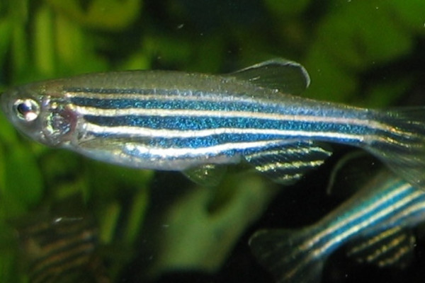 A zebrafish, zebra danio