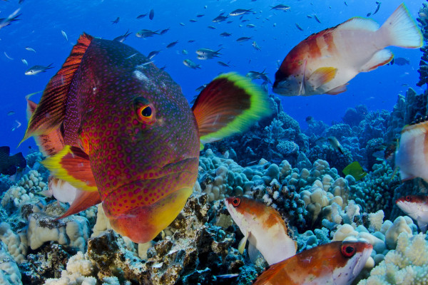 Pitcairn Island Fish 3, © Enric Sala, National Geographic