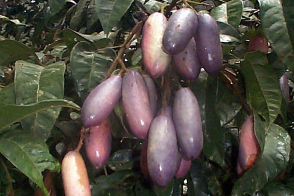 african plum