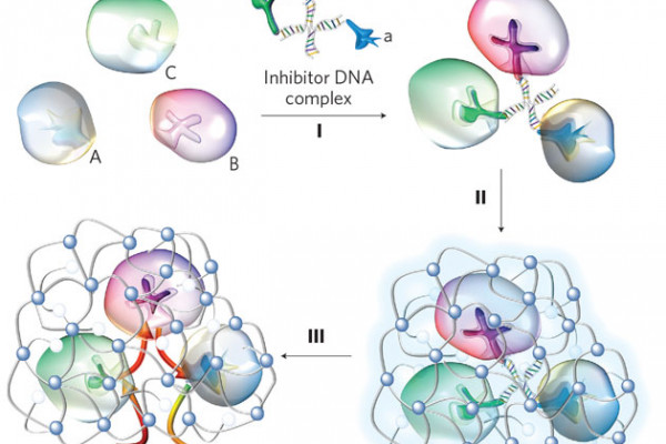 Schematic illustration of the synthesis of a model triple-enzyme nanocomplex by DNA-directed assembly and nano-encapsulation. Spontaneous assembly of invertase (Inv, A), glucose oxidase (GOx, B) and horseradish peroxidase (HRP, C).