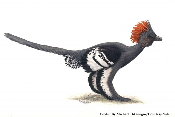 Anchiornis huxleyi reconstruction