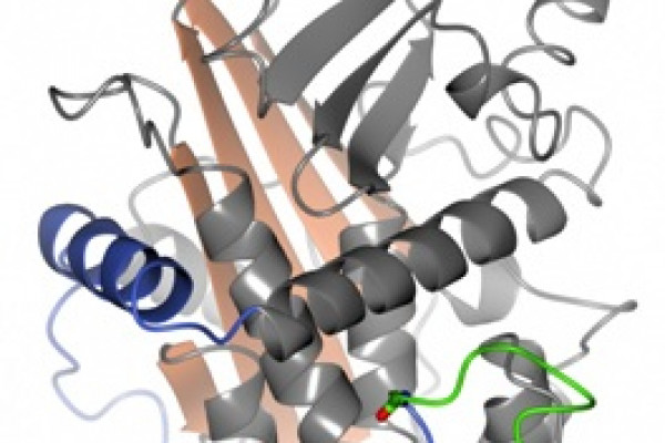 angiotensinogen