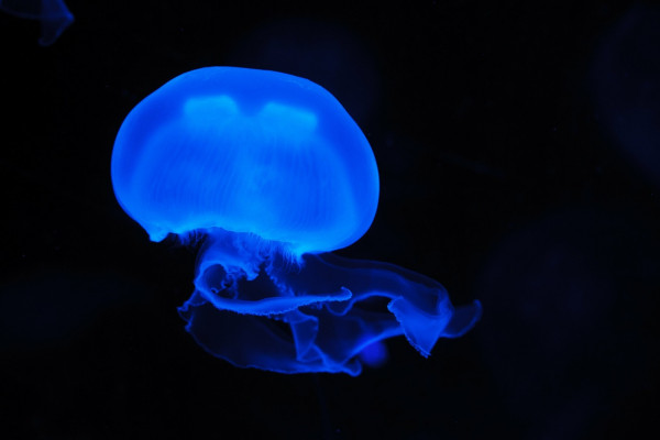 Glowing jellyfish