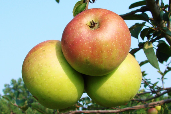 Apples on a tree