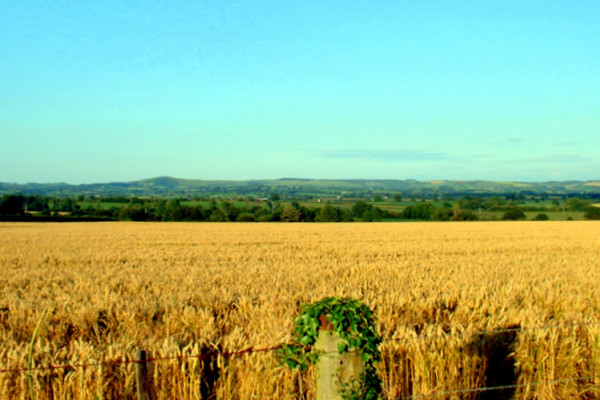 Farmland