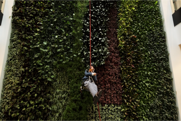 David Attenborough abseiled down the wall of the new conservation campus in Cambridge.