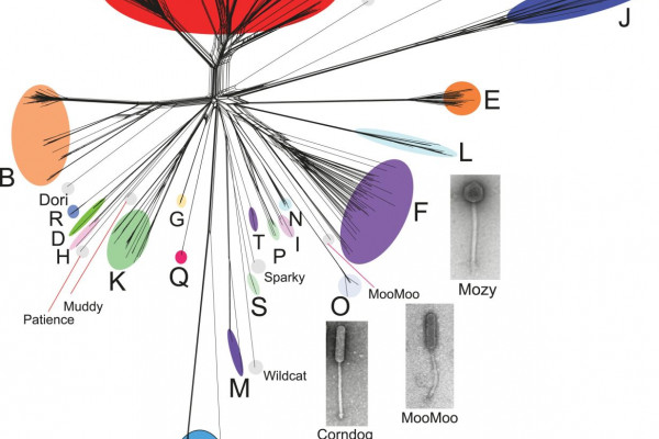 Genetic diversity of bacteriophages infecting Mycobacterium smegmatis