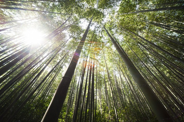 Bamboo growing