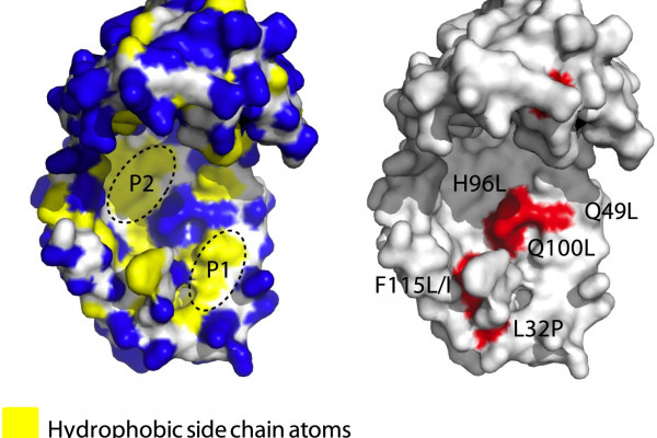 Chaperones are proteins that help other proteins to fold properly, and being flexible makes chaperones better at this task.