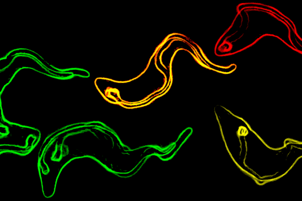 Trypanosomes - the parasite that causes sleeping sickness keeps one step ahead of its host.