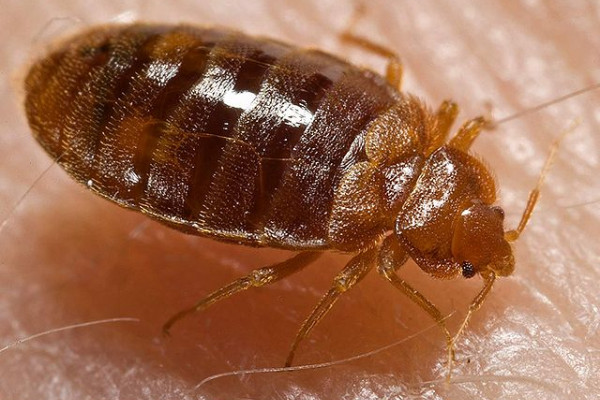Bed bug: Cimex lectularius