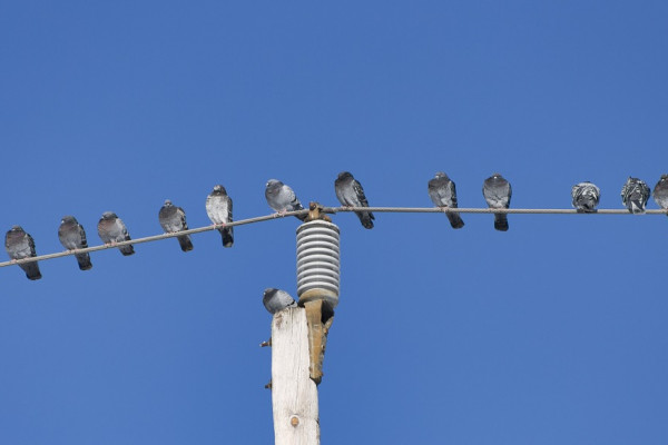 Birds on wire