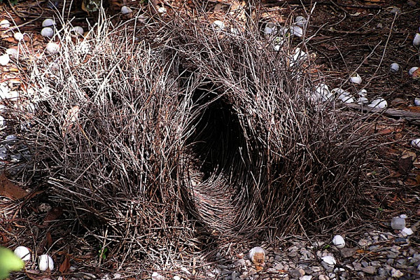 Great Bowerbird bower