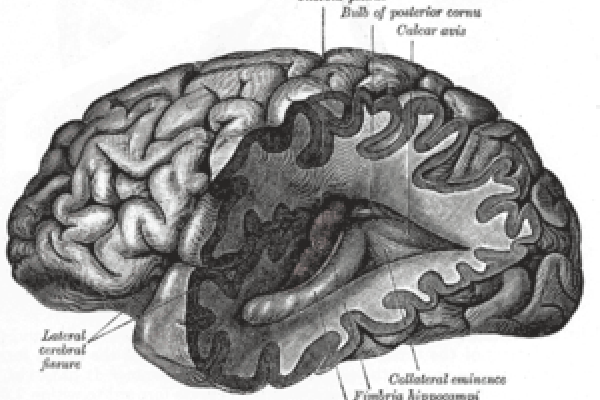 Brain, Gray's Anatomy of the Human Body