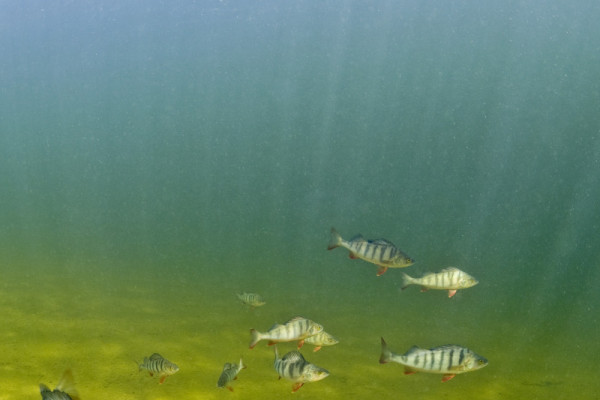 Shoaling perch - Image courtesy of Bent Christensen