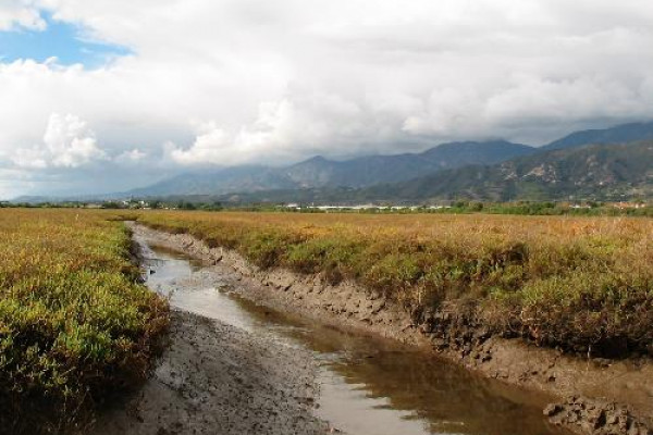 Salt Marsh