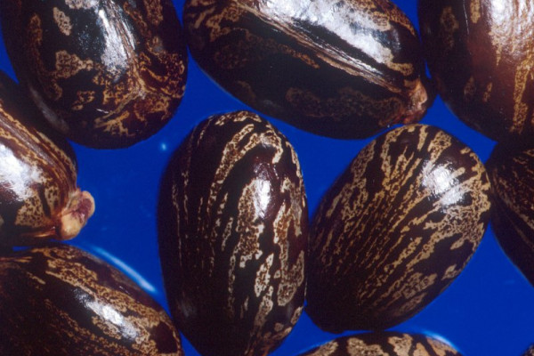 Caster Beans from which Ricin is made