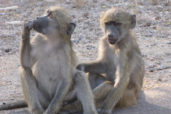 Chacma Baboons