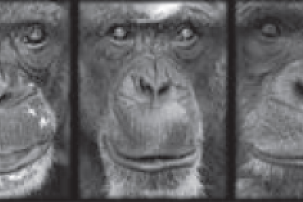 Chimp faces