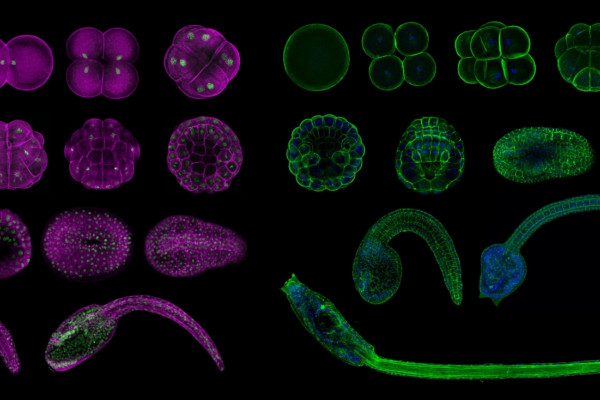 Gene regulation in seasquirts