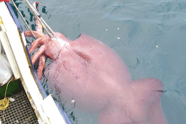 Colossal Squid