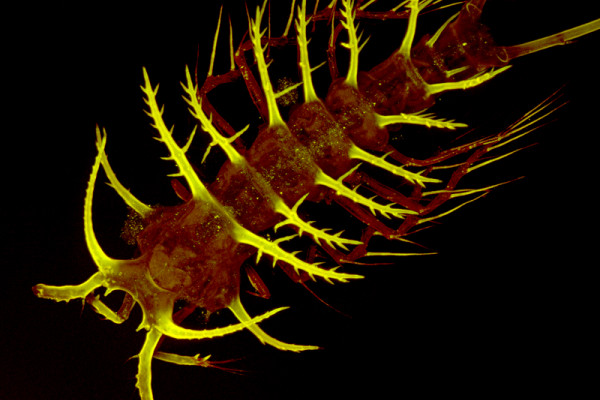Copepod