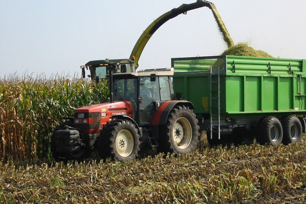 Harvesting Wheat